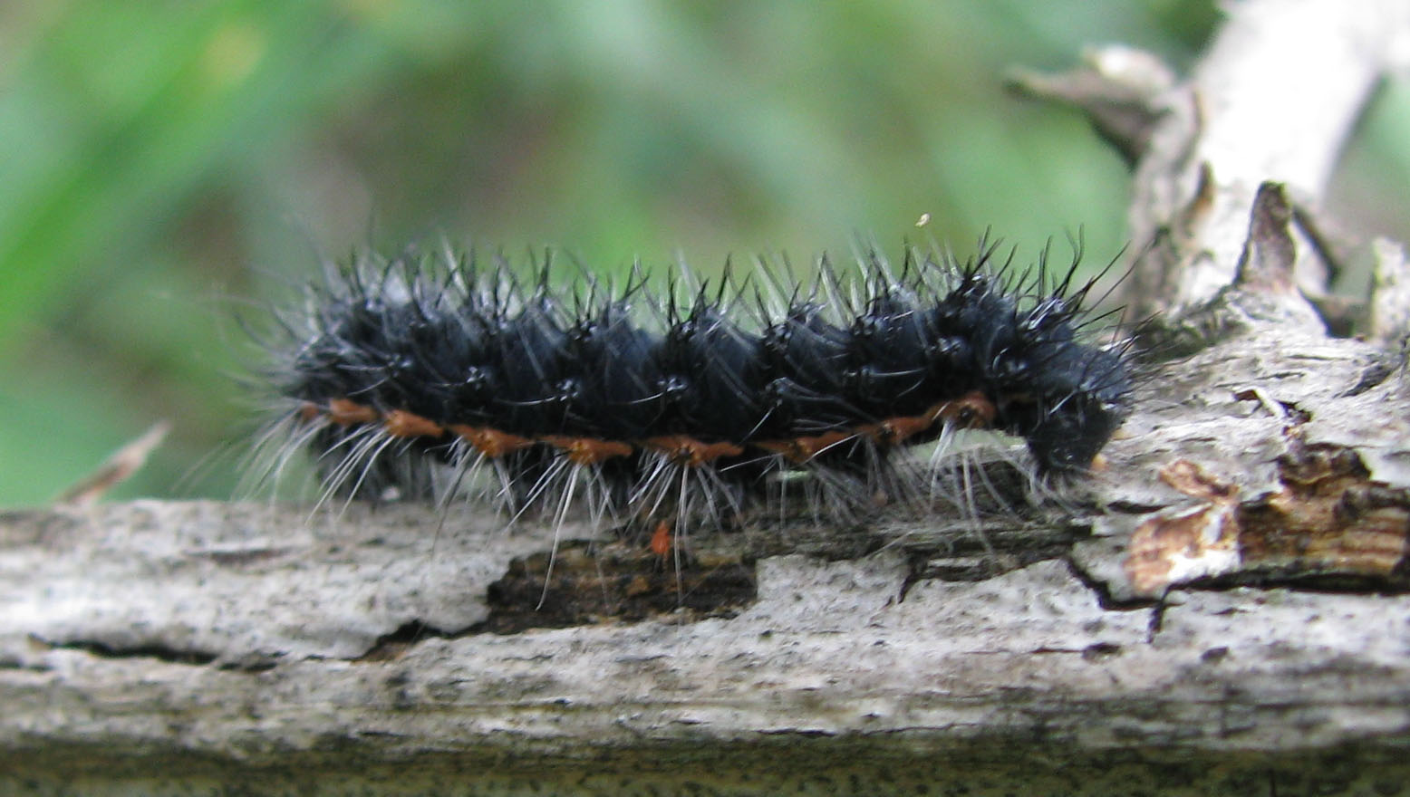 Identificazione bruchi, se possibile!